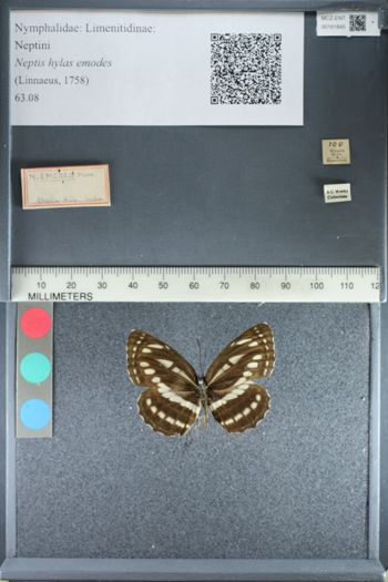 Media type: image;   Entomology 161845
